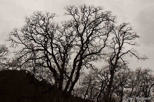 Silhouette of an oak in Klickitat Canyon