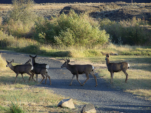 Sun Lakes Deer