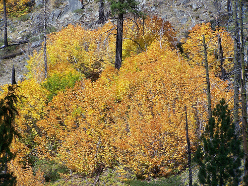 Fall Colors Stevens Pass