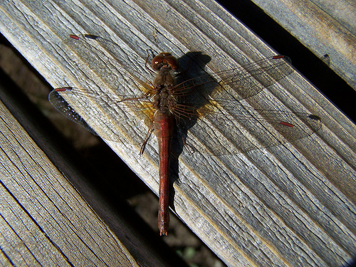 Lake Chelan Dragonfly