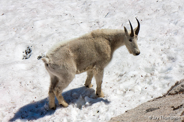The only goat I saw that had fully shed its winter coat. 