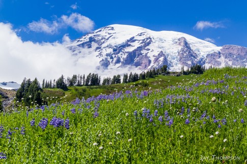 Skyline Trail – Mt Rainier