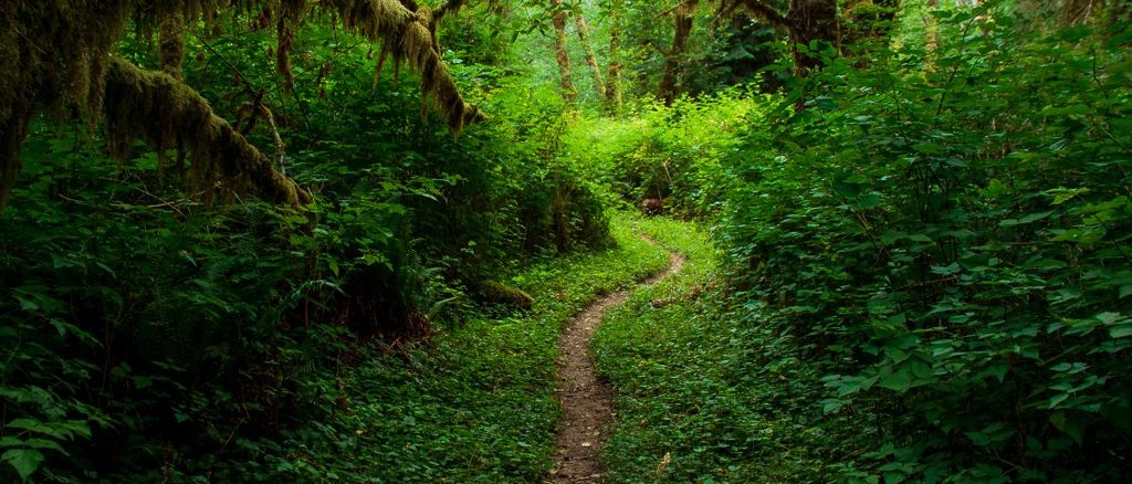 West Fork Humptulips River Trail