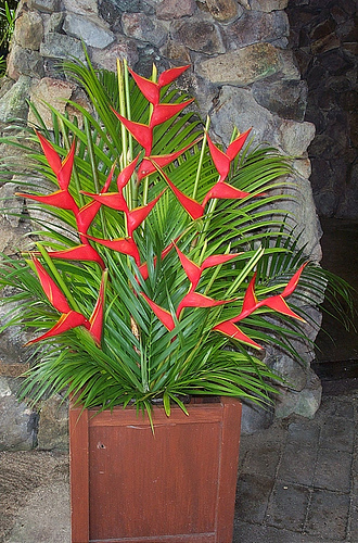 Bird of Paradise Fiji