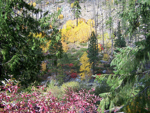 Fall Colors Stevens Pass