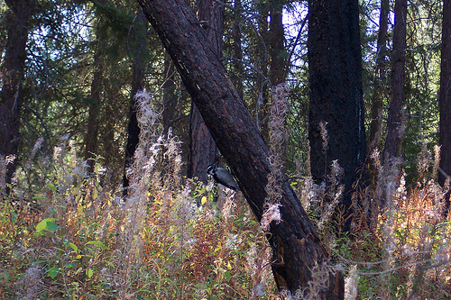 Woodpecker Pot Peak