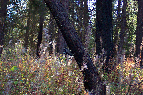 Woodpecker Pot Peak