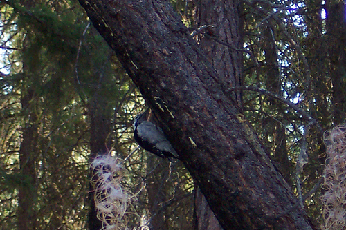 Woodpecker Pot Peak