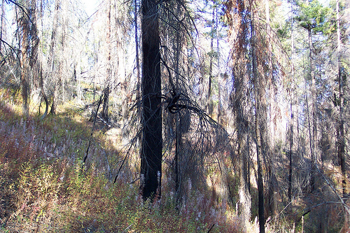 Tree Octopus