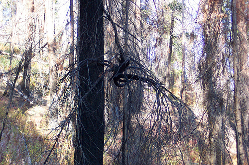 Tree Octopus