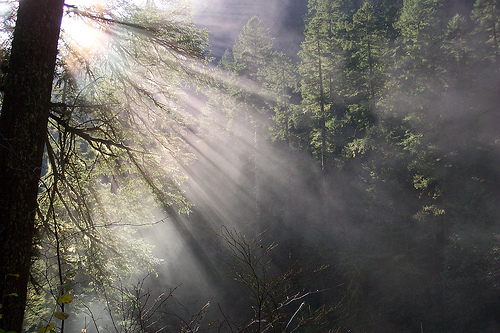 Rays of Sunlight Eagle Creek Trail