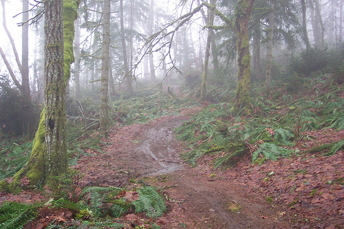 Wildcat Trail 