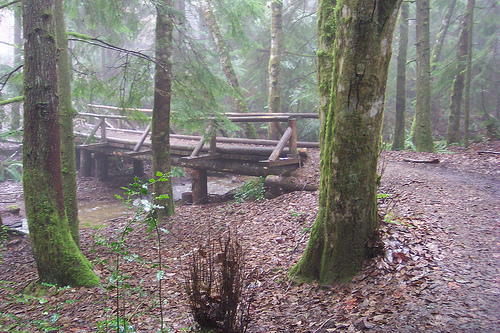 Wildcat Trail Bridge Wildcat Creek