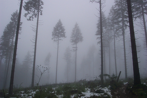 Green Mountain Clear Cut in the Mist