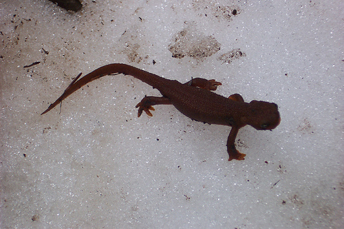 Green Mountain Salamander