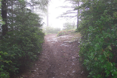 Wildcat Trail 