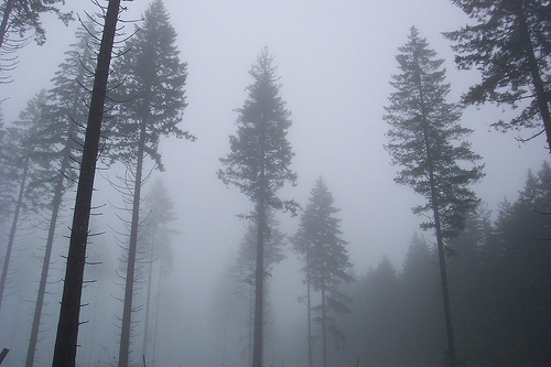 Green Mountain Clear Cut in the Mist