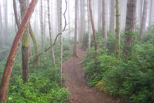 Wildcat Trail