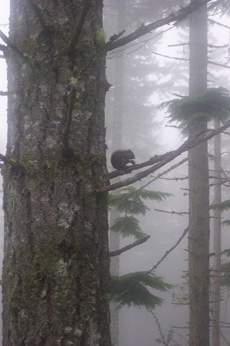 Squirrel playing with it's nuts