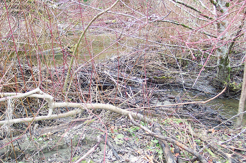 Guillemot Cove Boyce Creek Beaver Dam