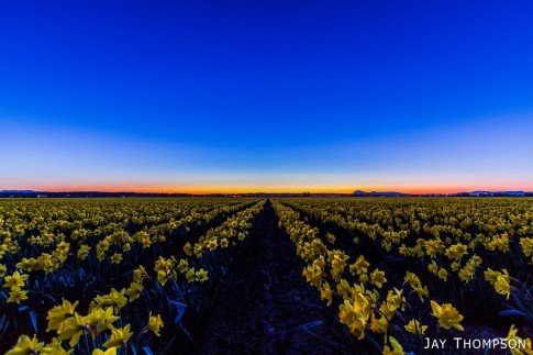 Daffodil Timelapse Trip and Exploring Whidbey Island + Goose Rock Hike