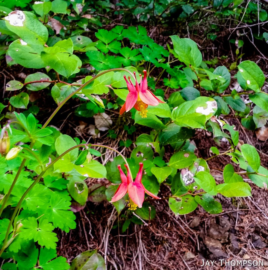 2016-05-21 Mt Muller Loop-55