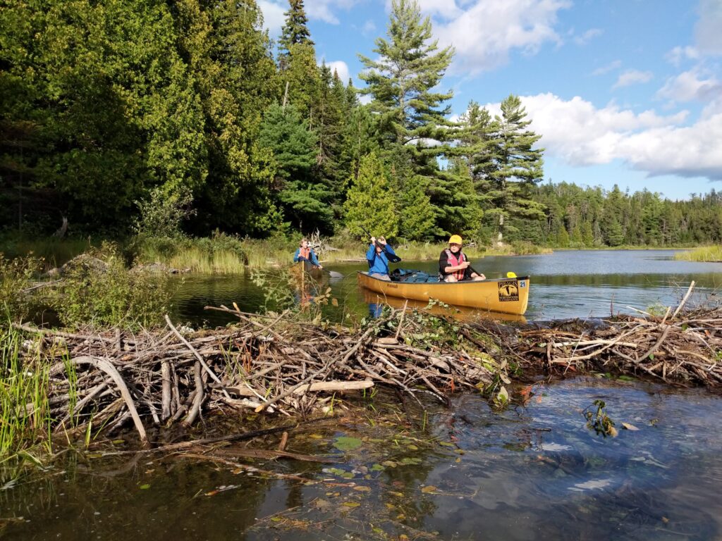 Approaching a beaver dam in the Quetico Provencial Park