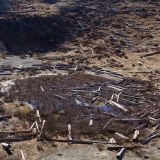 Most lakes in the area have logs floating in them from after the eruption. This ugly pond was no exception.