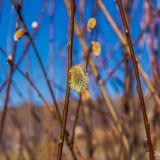 February 22nd. The trees which normally would be under feet of snow are already budding.