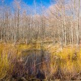 As seen along the Hwy 504 road walk.