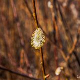 February 22nd. The trees which normally would be under feet of snow are already budding.