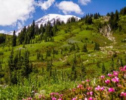 Skyline Trail 2015-06-18 Skyline Trail 2015-06-18