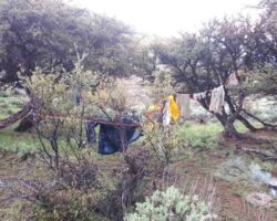 Camping in a grove of Mountain Mahogany trees Camping in a grove of Mountain Mahogany trees