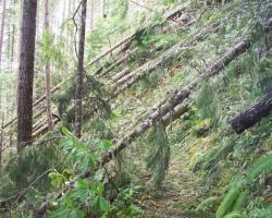 Elbo Creek Trail Landslide Damage Elbo Creek Trail Landslide Damage