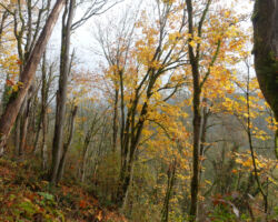 The fall colors were pretty nice