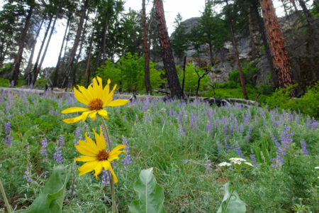 The flowers were abundant!