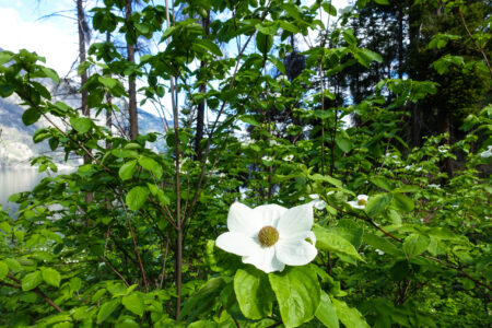 Pacific Dogwood