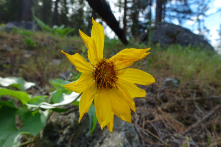 Arrowleaf balsamroot