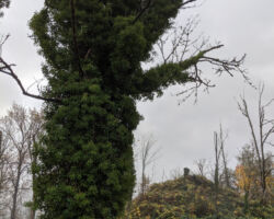 Not sure how this tree is still standing with the weight of all that ivy on it.