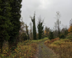 Ivy covered trees