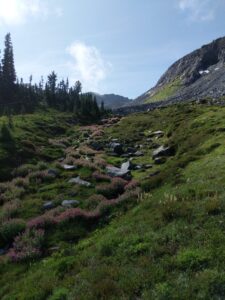 Meadows near Summerland